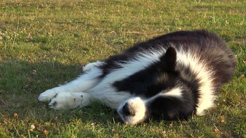 A Border Collie Lies on Grass in a Meadow - Closeup