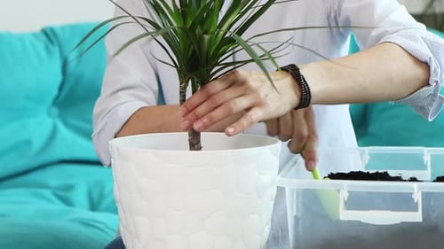 Woman Repotting Houseplant in Bright Indoor Setting