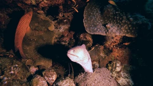 Morena amarilla submarina tropical