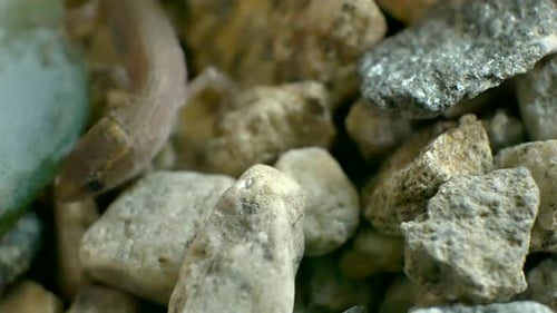 Close Up of Small Lizard Among Rocks