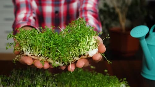 Person Holding Fresh Green Sprouts Indoors