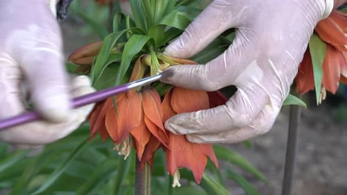 Blumen