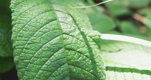 Plants in nature
