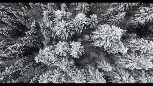 Winter Pine Forest in the Mountains in Snow. Aerial View