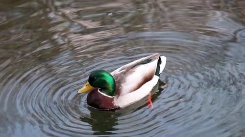 Agua de cerca, pájaro, pato, pato macho, cabeza esmeralda