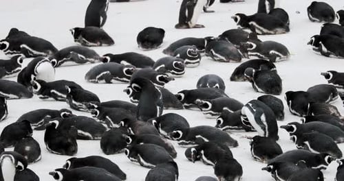 Many Penguins Resting on a Bright, Light Beach