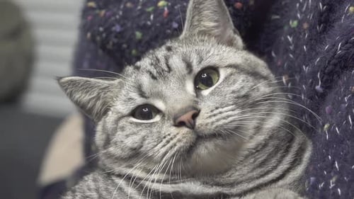 Schöne graue Katze