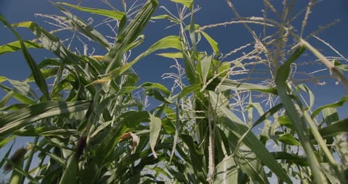 Slide Shot of Corn Grows in the Field, Low Angle View