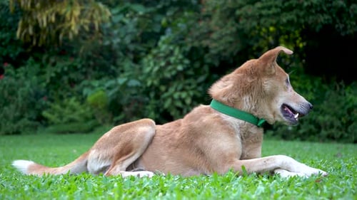 Happy Domestic Dog is Resting in the Park