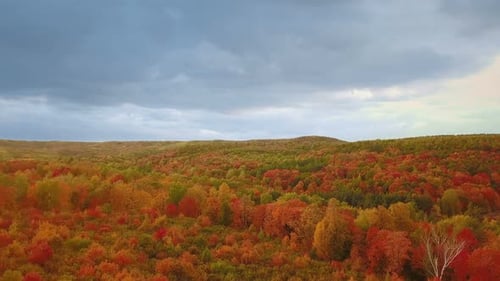 Autumn Nature