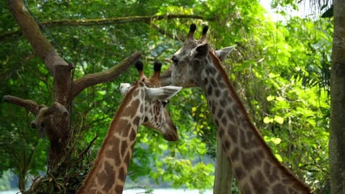Two Giraffes in Savannah