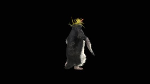 Baile de pingüinos HD