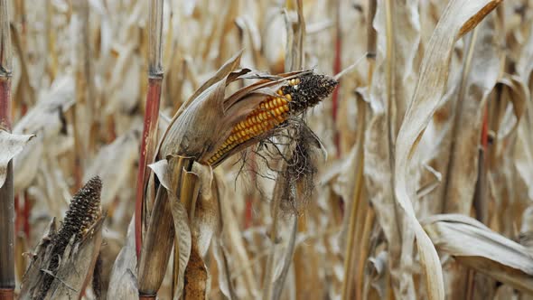 Rotten and Infested Corn Closeup in the Field Poor Harvest, Food Stock ...