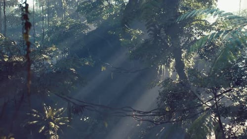 Sunbeams Through Lush Tropical Jungle Forest