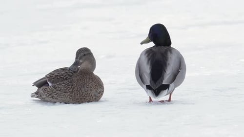 A pair of wild ducks on a frozen lake.