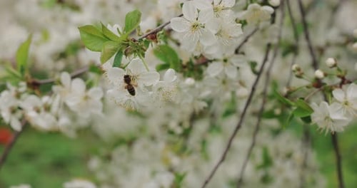 Bee Pollinating White Tree Flowers in Springtime