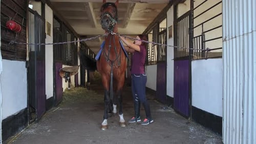 Woman Preparing Brown Horse in Stable
