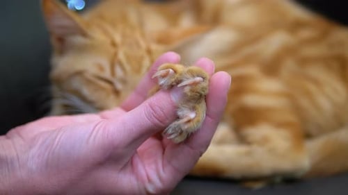 Cat's Paw lâche les griffes dans la main d'une fille jouant avec un chat rouge égyptien. Ralenti