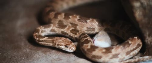 Royal snake, also known as diadem snake eating a mouse on a sandy ground.