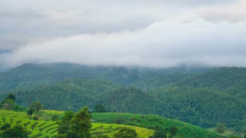 Green Rice On Mountain