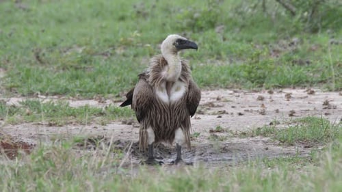 Weißrückengeier auf dem Boden bei Nxai Pan