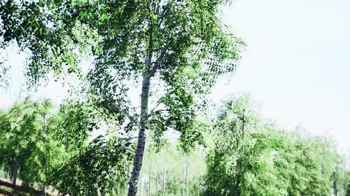 Birch Forest in Sunlight in the Morning