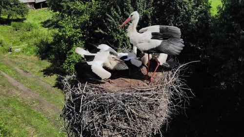 The Stork's Mother Flies To the Nest and Feeds Them. Drone View.