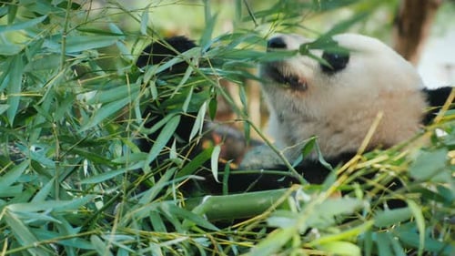 Giant Panda Eats in the Green Branches of a Tree