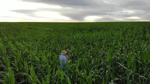 Adult Farmer Holds Tablet in the Corn Field and Examining Crops. Agronomist Examine Corn Plant in