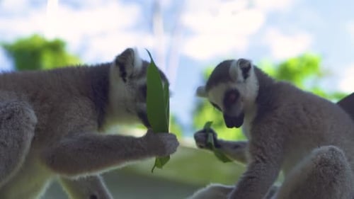 Vista de cerca de dos animales lémures comiendo hojas verdes en el zoológico.