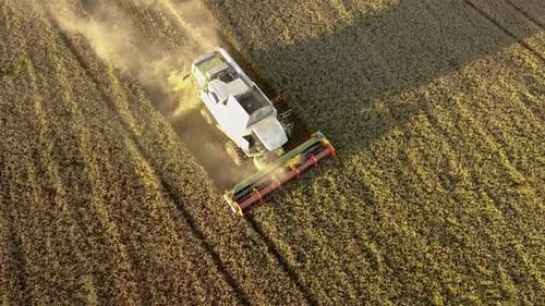 Aerial View of Combine Harvester Harvesting Large Golden Ripe Wheat Field