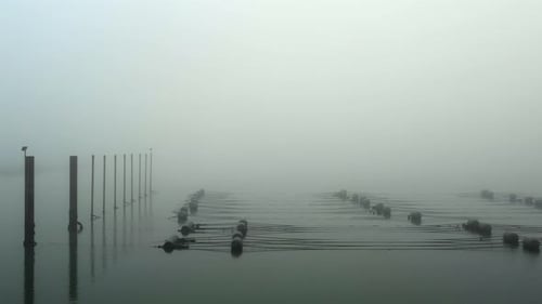 Fishing nets and wooden posts in sea, Vrouwenpolder, Netherlands