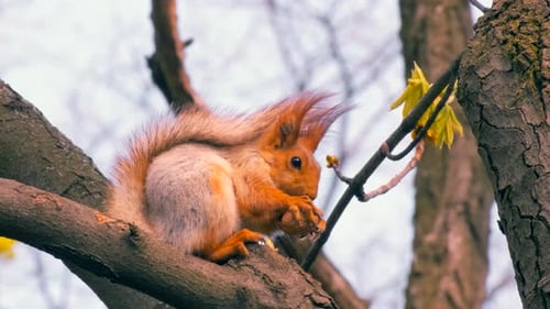 Red Squirrel sitting on branch and eating a nut on a tree in forest