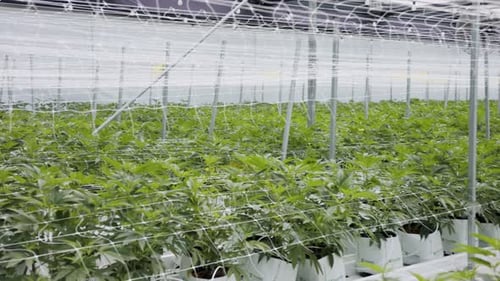 Indoor Greenhouse with Green Potted Plants