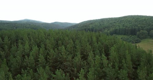 Forest and mountains