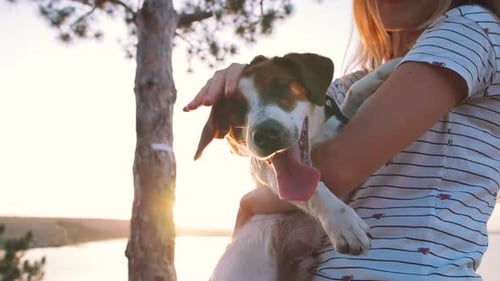 Young Attractive Woman Playing with a Dog Jack Russell in the Meadow at Sunset with Sea Background