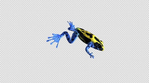 Jumping Frog - II - Fléchette empoisonnée - Jaune, noir et bleu - Angle latéral avant
