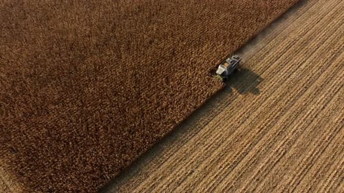 Aerial Drone View Flight Over Combine Harvester That Reaps Dry Corn in Field