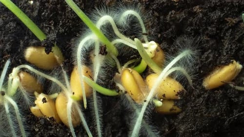 Wheat Seeds Sprouting Roots and Growing