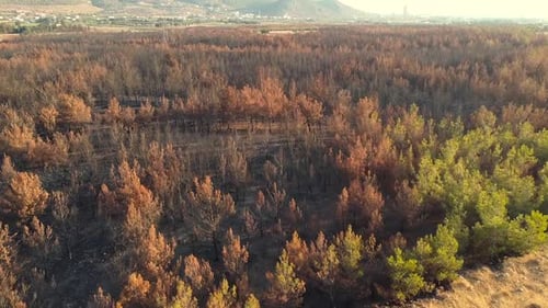 Dead Coniferous Forest