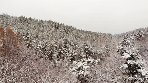Winter Forest Landscape