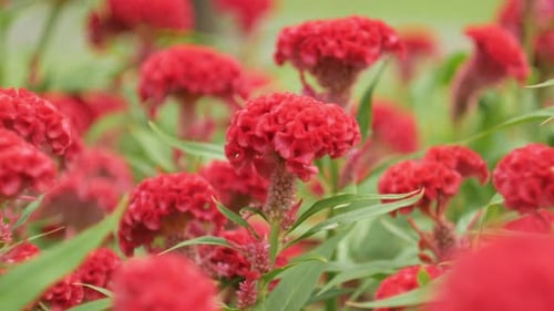 Blumen
