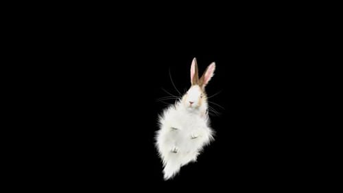 Realistic Fluffy Rabbit Hopping and Running Animation