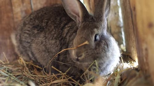 Big Gray Rabbit in Cage Slow Motion