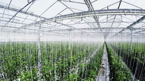 Row of green plants in greenhouse 4k