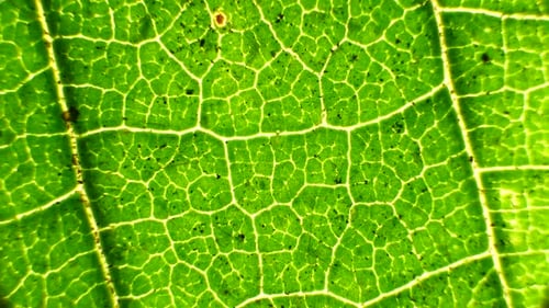 Leaf Analysis