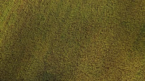 Aerial View Of Corn Maize Field Landscape