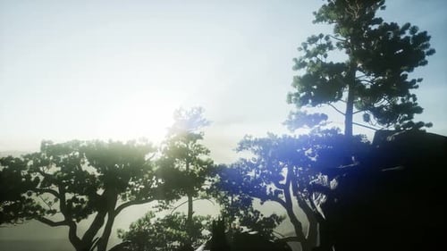 Sun Beams Through Trees