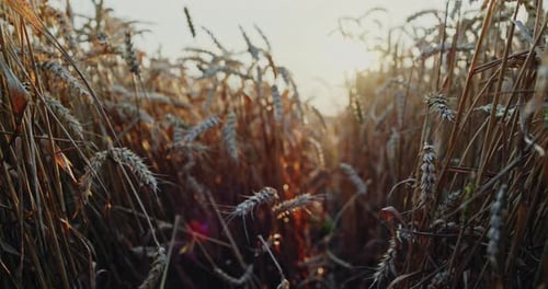 Golden Wheat in Field During Sunset. Pan Left Shot of Ripe Dry Ears of Rye in Sunbeams Growing in
