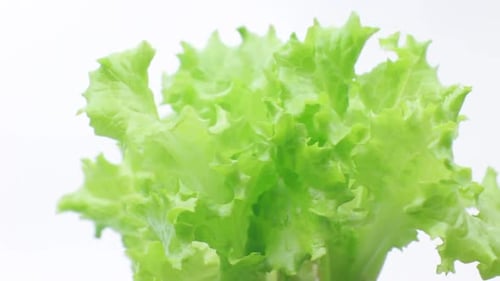 Bright Green Head of Lettuce Rotating Slowly